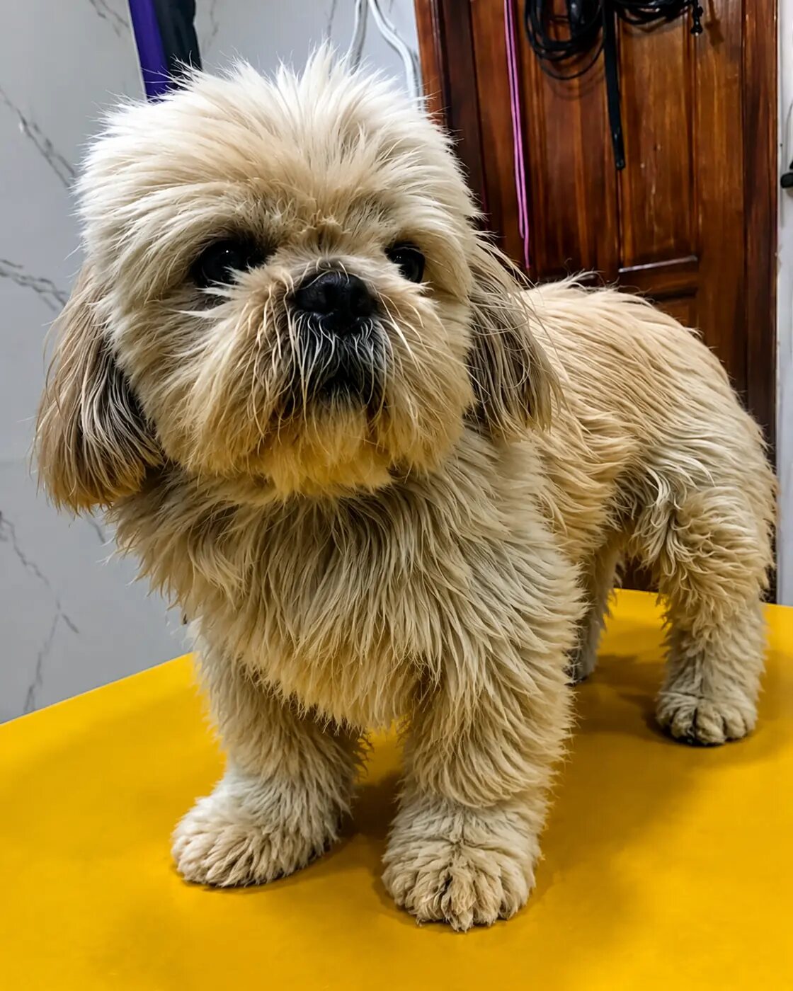 Antes de la peluquería: perro con el pelaje largo y desordenado
